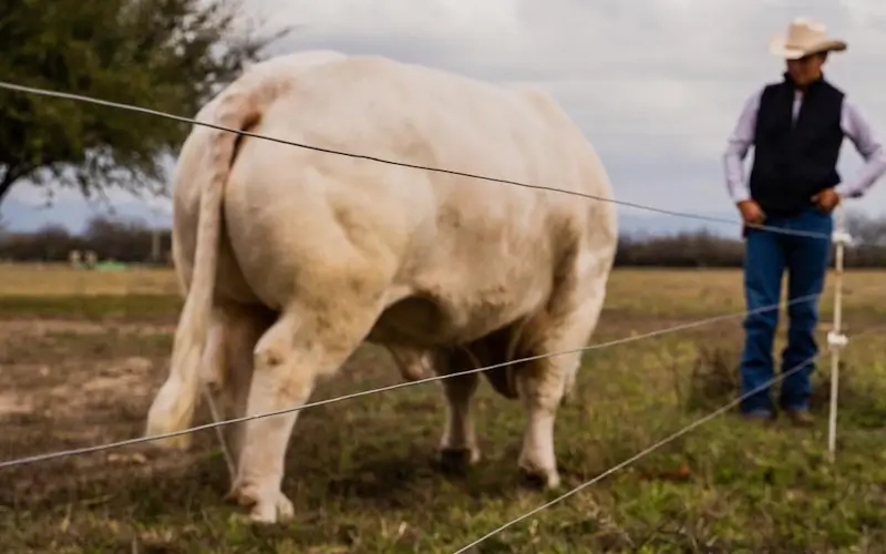 Imagen de Alambre para Cerco Eléctrico